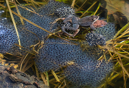 Wood Frog Toad Or Salamander Eggs Dyken Pond Environmental